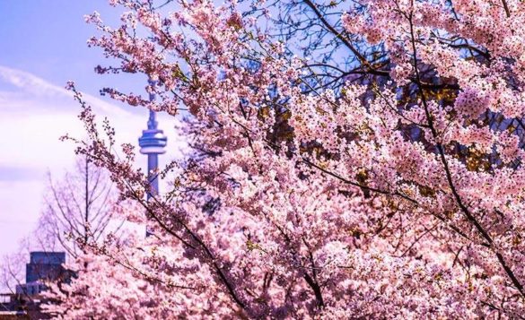 Cherry Blossoms Take 2: Toronto - The Travel 100