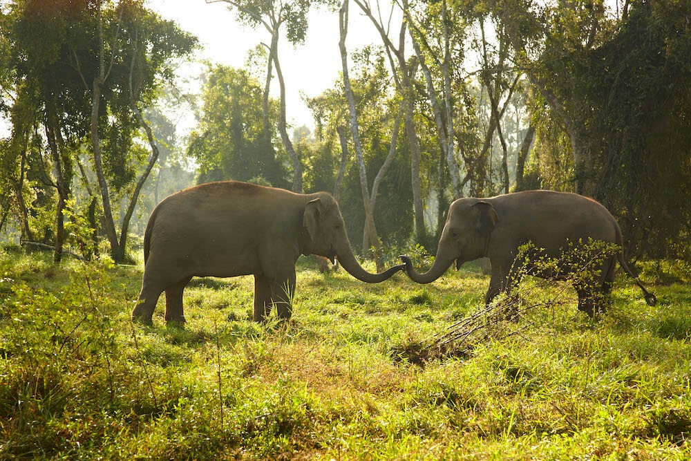 elephants playing at anantara
