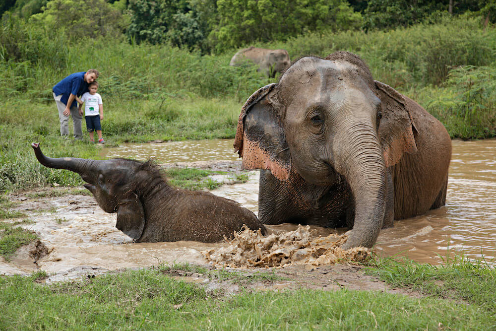 elephants at Anantara