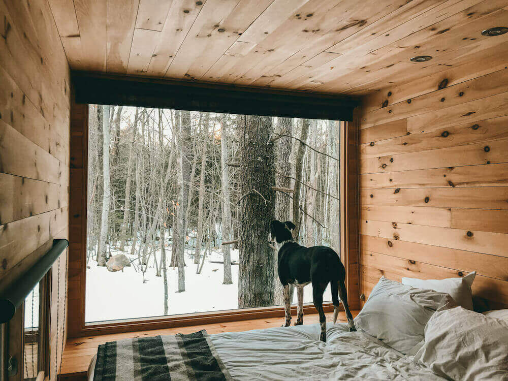 dog on bed in cabin