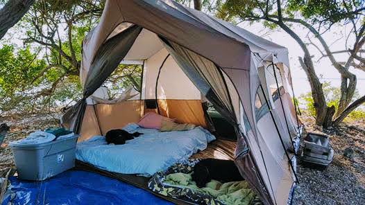 dogs lying inside tent