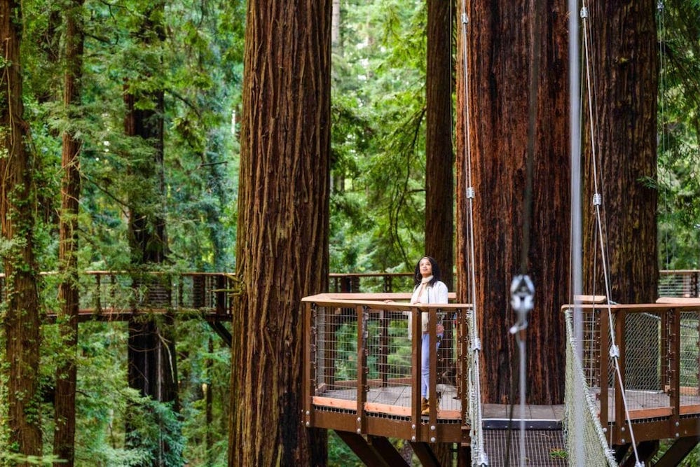 Stroll Around the Redwoods With Opening of Longest Sky Walk in the West - The Travel 100