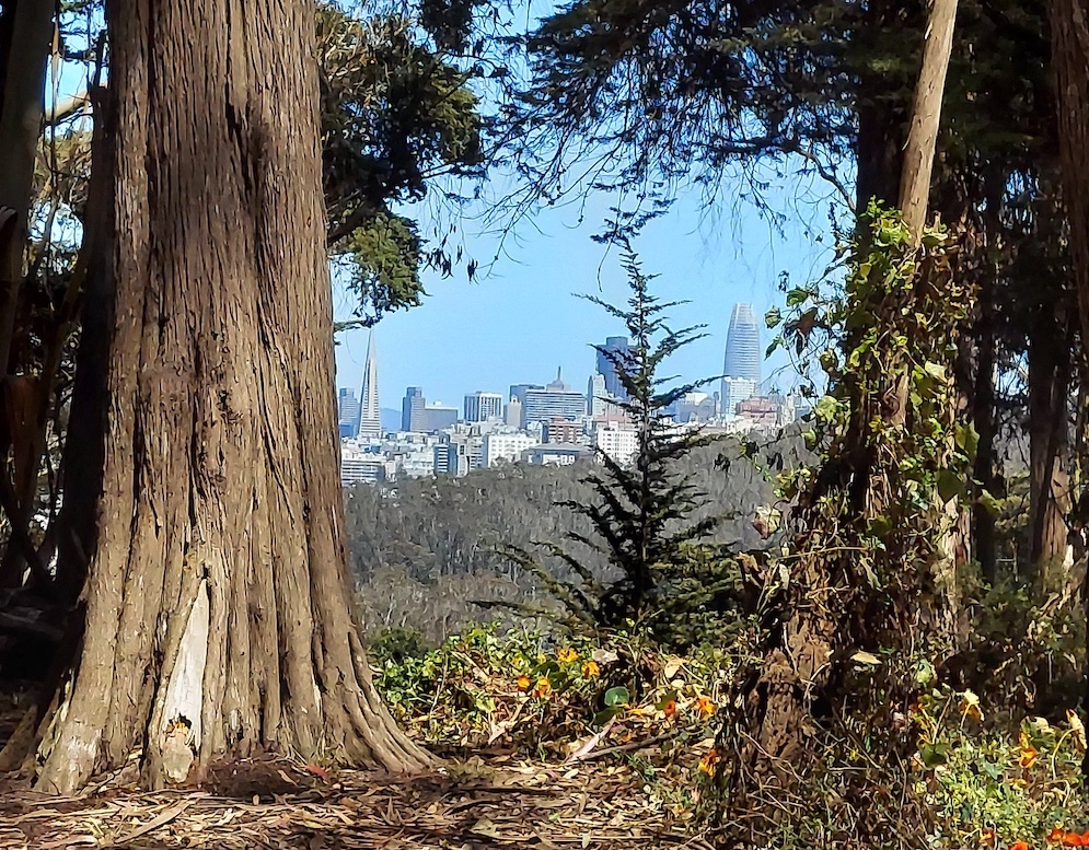 view of San Francisco from hiking trail