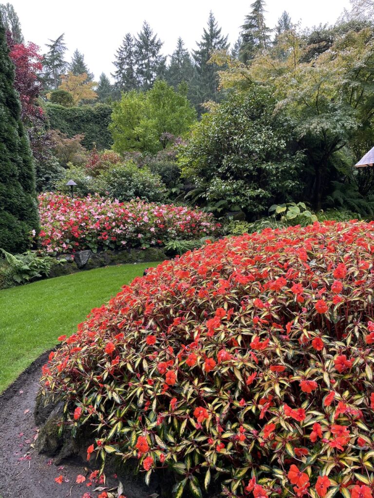 flowers at Butchart Gardens