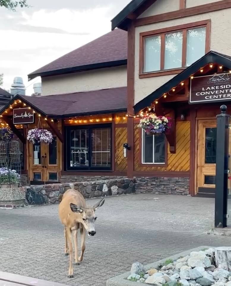 a deer in downtown Waterton