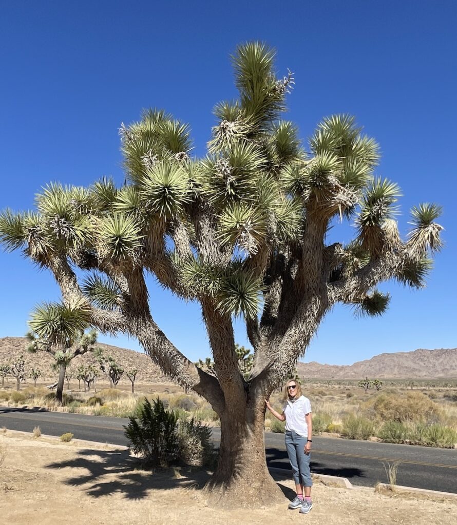 jan schroder by joshua tree in joshua tree national park