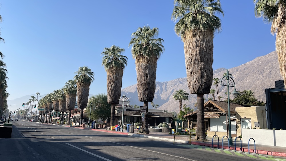 row of California fan palms in palm springs